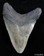 Inch Megalodon Tooth - SC #2822-2